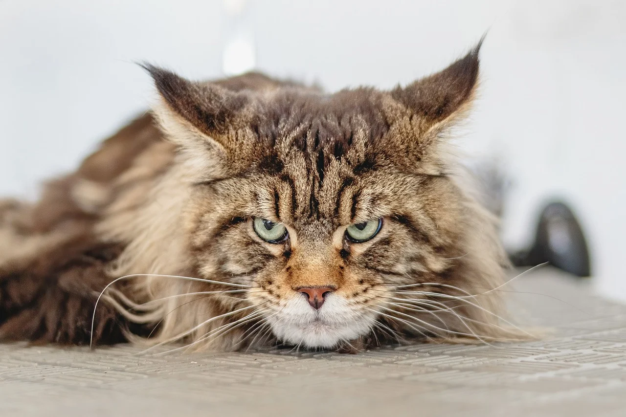 The body language of cats