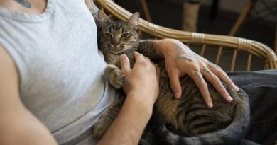 Responsible Cat Breeders