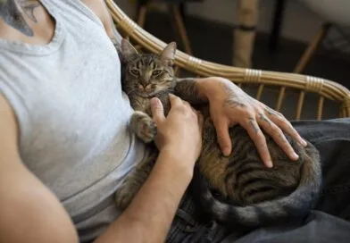 Responsible Cat Breeders