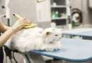 cat grooming