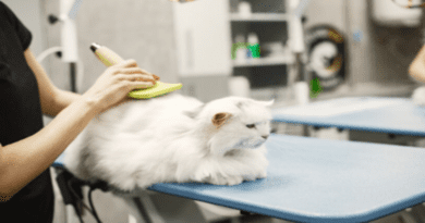 cat grooming