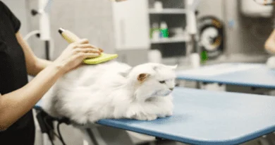 cat grooming