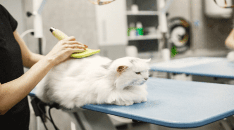 cat grooming