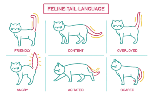 Your Cat's Tail