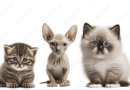 Cat Breeds