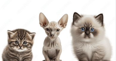 Cat Breeds