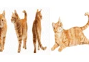 Your Cats Tail