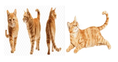 Your Cats Tail