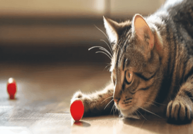 Cats Playing Fetch