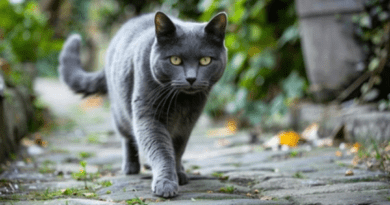 The Chartreux Cat