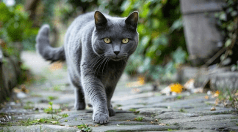 The Chartreux Cat