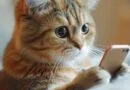 communication cat
