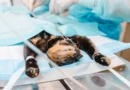 Desexing of cats
