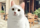 rare cat breeds