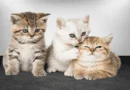kitten feed
