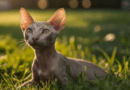 The Peterbald cat