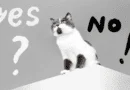 right coice of cat