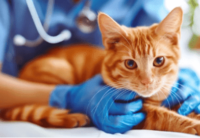 cat skin and coat health