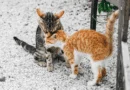 The social structure of feline