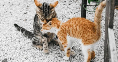 The social structure of feline