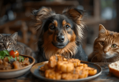 socializing your cat