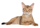 The Abyssinian cat