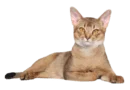 The Abyssinian cat