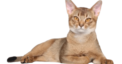 The Abyssinian cat