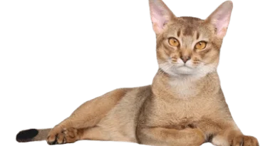 The Abyssinian cat