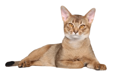 The Abyssinian cat