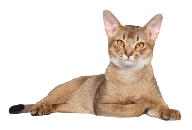 The Abyssinian cat