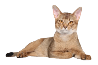 The Abyssinian cat