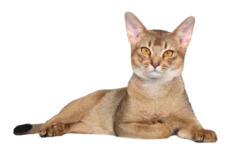 The Abyssinian cat