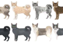 the american ringtail cat