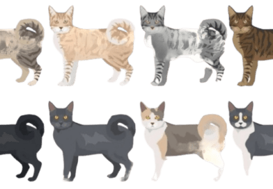 the american ringtail cat