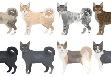 the american ringtail cat