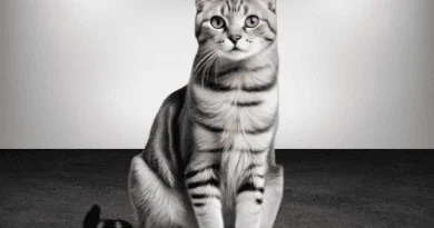 The American Shorthair cat