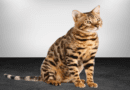 the bengal cat