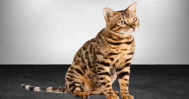 the bengal cat