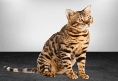 the bengal cat