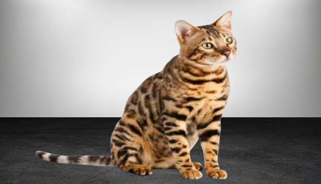 the bengal cat