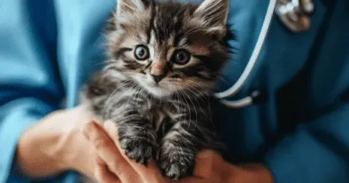 the immune system of cats