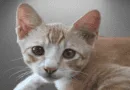the malysiancat