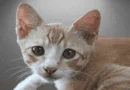 the malysiancat