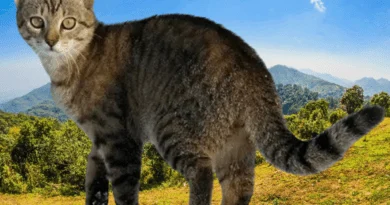 The aegean cat