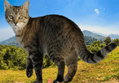 The aegean cat The aegean cat