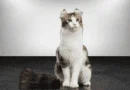 the american curl cat