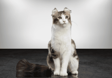 the american curl cat