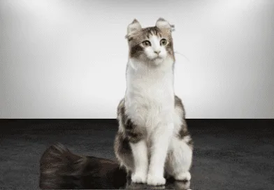 the american curl cat