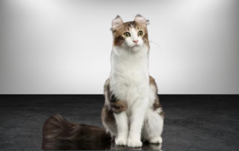 the american curl cat